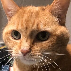 Meet your Posher, Rowen